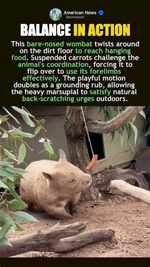 WOMBAT ENRICHMENT PLAY MECHANICS