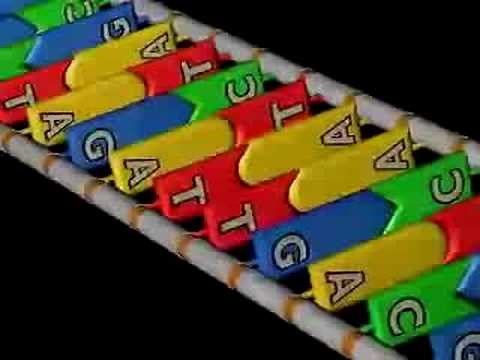 DNA replication - Genes - the units of inheritance (6/10)
