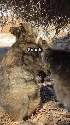 Meet the Quokka: World's Happiest Animal!