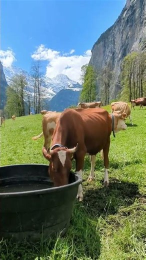 ​L'appel du calme 🌊 | نداء الهدوء 🕊 #quran #viral #trending