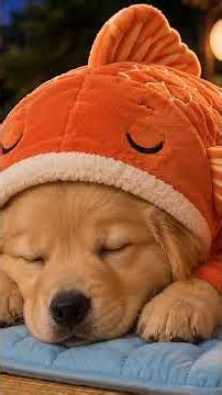 Music for Dogs to Go to Sleep 🌇 A Quiet Evening on the Porch