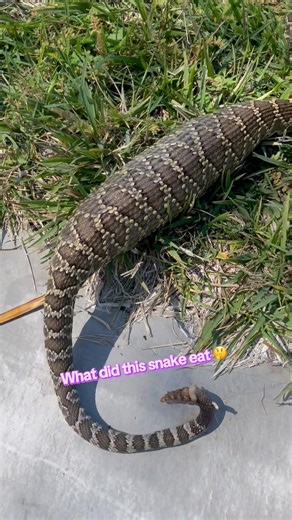 Wow 😮 What did this Rattlesnake eat #food #guess #eat #snake #youtube #video #reels #nature #edit