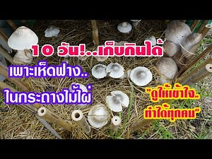 เพาะเห็ดฟางในกระถางไม้ไผ่ 10 วันเก็บกินได้