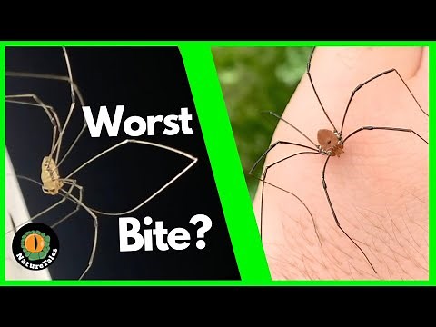 Is THIS the Most Venomous Spider? UP CLOSE with the Daddy Long-legs.