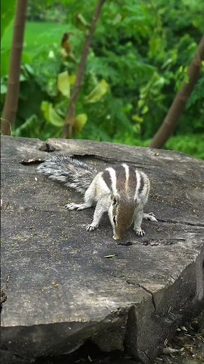 bird videos for cats to watch