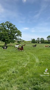1.4M views · 100K reactions | Good charity to donate to if you ask me  #healingtiktok #animalsoftiktok #horsesoftiktok #hopecore #savinglives #horserescue #animallover #animalshelter #animalsanctuary #horselife #horsepower #farmlife #countryliving #freedom | Healing with Horseplay | Facebook