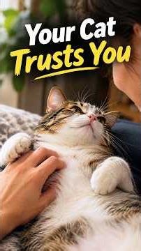 The Signs Your Cat Truly Trusts You #cat #catvideos #catshorts #cats