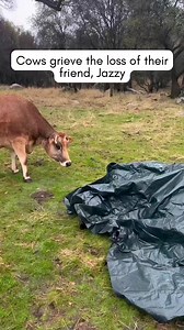 75K views · 7.8K reactions | Please never doubt that animals grieve and that their love transcends death. Jazzy died recently. She raised Shelby and Magnolia. Whenever an animal passes, we always try to make sure their loved ones can see, smell, and touch their bodies. Cows are particularly sensitive. For days after Jazzy was buried, Shelby and Magnolia stood vigil over her grave.  | Animal Place | Facebook