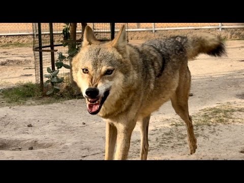 Why Is This Grey Wolf So Angry?! 😡 Extreme Running & Aggression in Confinement!