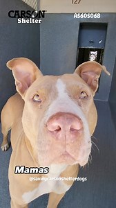 4.5K views · 269 reactions |  Euthanized  A5605068 ✰ MAMAS...