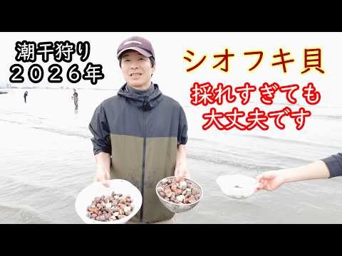 How to remove sand from surf clams, which can be collected endlessly during clam digging, and a 2...