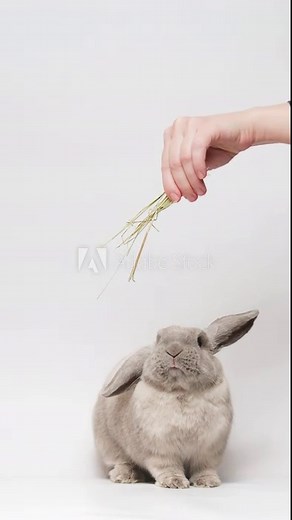 Adorable gray dwarf rabbit sitting, reaching up, eating hay from woman's hand. Vertical video, slow motion..