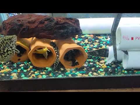Fire eel, Tiretrack eel feeding video
