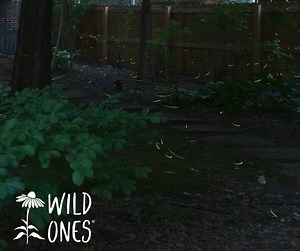 ✨ Celebrate the Fourth of July with Nature’s Light Show! ✨ When is the last time you were able to revel in the magical glow of lightning bugs? These tiny wonders bring a natural sparkle to our summer nights, showcasing the beauty of biodiversity. Lightning bugs, also known as fireflies, belong to the Lampyridae family. There are over 2,000 species worldwide, with many calling our backyards home. These fascinating insects thrive in warm, humid environments, often found in meadows, forests, and ne