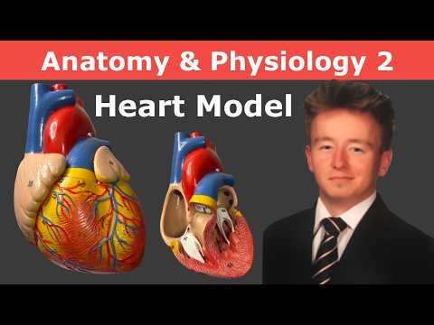 Heart Anatomy | Heart Model for Lab Practical