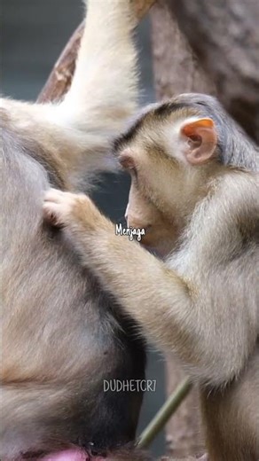 Fakta Unik Monyet Yang Wajib Kalian Harus Tau #monyet