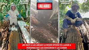 1.2K views · 30 reactions | #AlAireArauca | ¡Cuidemos a las abejas!...