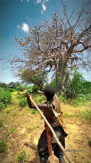 Chaaba’s Perfect Aim Finds Baobab Fruit 🌿🎯🥔 | African Village Life