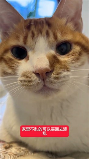 Is a Cat's Selfie Just a Selfie? 🐾📸 DeceptionRevealed