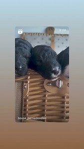 Cowboy Magic on Reels