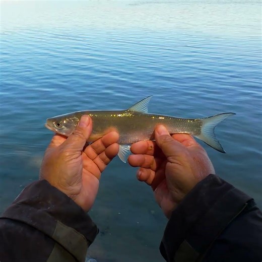 AMAZING FISH from the DANUBE RIVER!!#riverfishing #fish #horgaszat#vadvízihorgászat