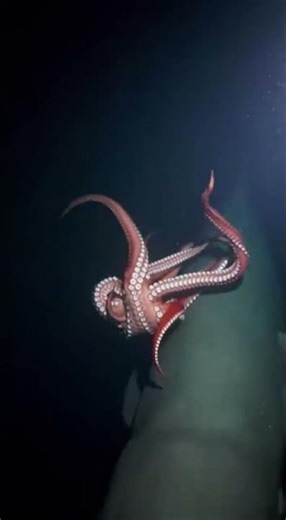 향유고래 vs 대왕오징어 (심해)[Sperm Whale vs. Giant Squid (Deep Ocean)]