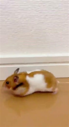 Hamster Runs Into the Wall Repeatedly