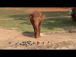 Elephant Helps Birds Who Having A Hard Time To Opening Food - ElephantNews