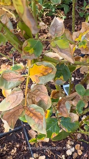 5.6K views · 46 reactions | The end of summer is in sight. Beautiful...