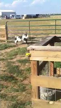 Fainting Goat Discovers Electric Fence