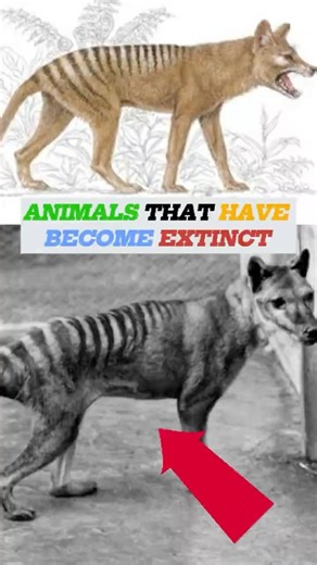 Animals that went extinct and why #extinction #wildlife #history