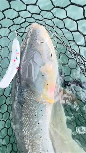 Holiday Spirit fish! We like that 🎄❤️#fishing | P-Line