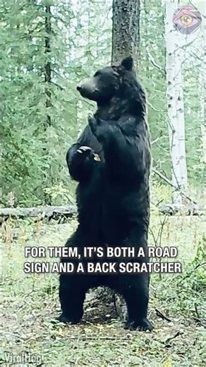 Caught on Camera: Bear’s Tree Spa Moment 🐻