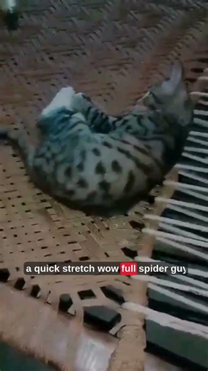 The Ultimate Struggle: Cat vs. The Desi Charpoy! 😹🕸️ Mano Talks #usa #uk #russia #subscribe #funny