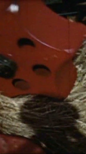 JI Case C & Gehl FH48 Chopping Hay #farming #vintage #agriculture #caseih #history #hay