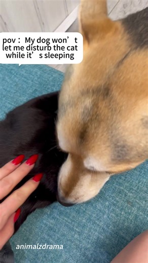 Best Friends: Cats and Dogs Together