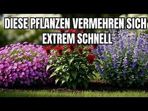 Plant these in April! 7 fast-growing perennials for a lush landscape all year round