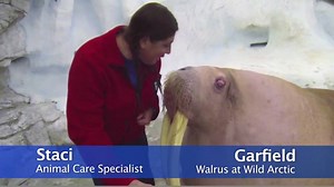 Meet Garfield! He’s a 34-year-old walrus who was given a home at SeaWorld after being rescued as a pup. Did you know walruses are among the most vocal of the pinnipeds? Watch Garfield demonstrate. http://bit.ly/1MifN8X | SeaWorld