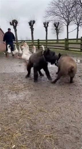 Bouvier des Flandres: Guardian of the Belgian Countryside