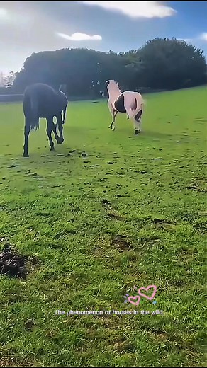 horses in nature🍃🤯 #wild #nature #horses #life #fyp | Mbojo Horsee