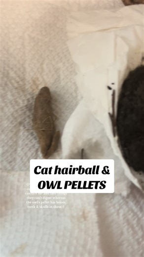 Owl Pellets are similar to cat hairballs! They both contain fur and hair things they can’t digest whereas the owl’s pellet has bones, teeth & skulls in them :) #hairball #owlpellets #cathairball #owlpellet