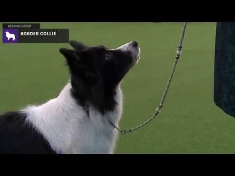Border Collies | Breed Judging 2020