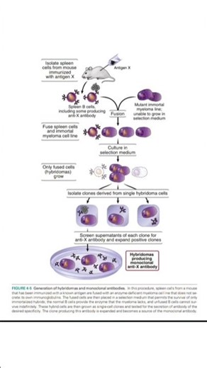 Hybridoma Technology