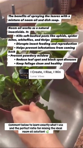 My Go-To Neem Oil Mix for Happy Plants 🌱
