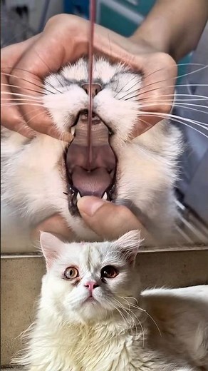 🐱How the Vet Safely Removed a Needle & Thread from a Cat’s Throat | Educational Pet Awareness Video