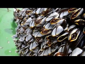 エボシガイの森