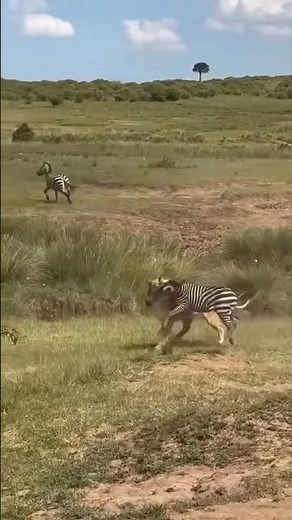 Lion Ambush From Nowhere 🦁⚡ Zebra Cub Attack #wildlifeentertainment #animals #wildlife #lion #lion