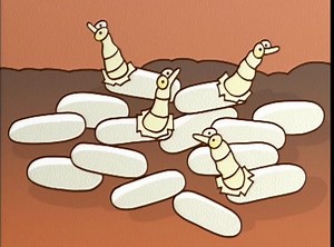 Our Animals: Ant life cycle - ABC Education