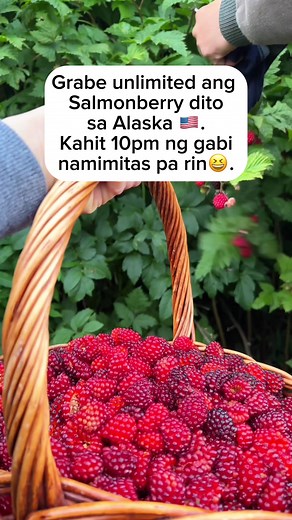 Grabe unlimited ang Salmon berry dito sa Alaska 🇺🇸. #salmonberry #Alaska #picking #kahampasqueenvlogs #reels #viralreels | Kahampas Queen Vlogs