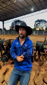 Peter Barr working at @katherineoutbackexperience this season and doing a cracking job! You may have seen Peter on Musterdogs a few seasons back, but now he’s educating guests travelling through the Katherine region about the importance of the working dog in the pastoral industry! Big thanks mate! Peter Barr Dawsonriver Kelpies The Kelpies Working Dog @cobberdog #workingdog #workingdogmagazine #workingdogsofinstagram #kelpie #beefcattle #agriculturelife #australianagriculture | Tom Curtain